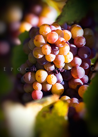20081012-_DSC9702
