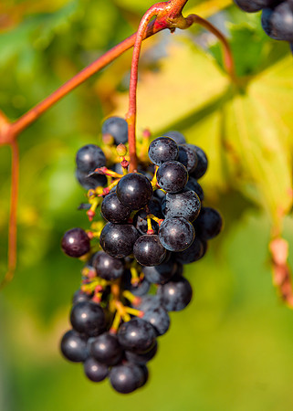 RJV_20190922_9526
