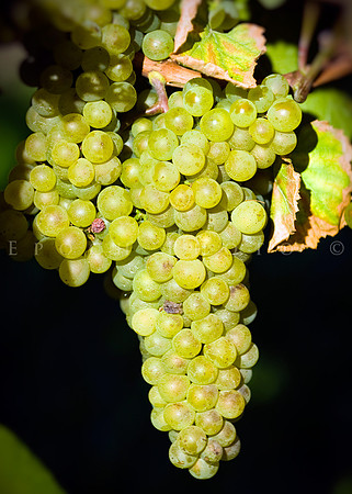 20081012-_DSC9730