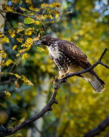 20150918-_DSC0307