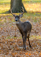 RJV_20181230_7425