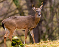 RJV_20190102_7591